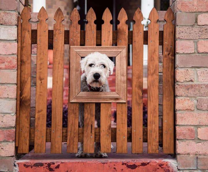 5 Best Temporary Dog Fencing