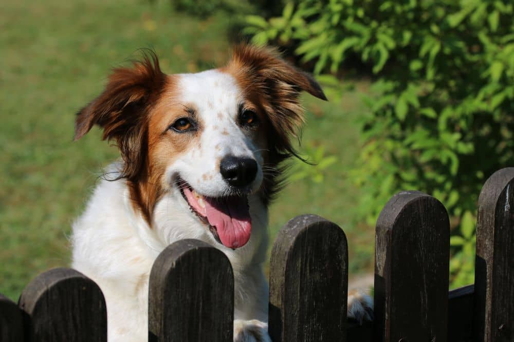 temporary dog fencing