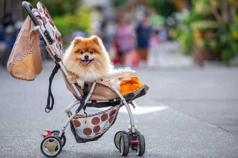 4 Best Dog strollers