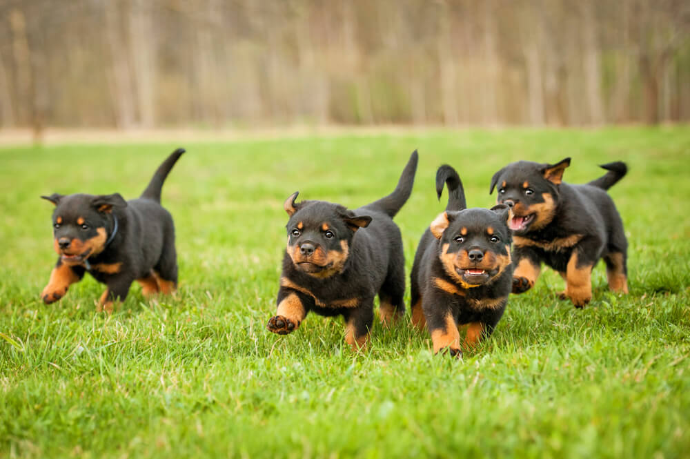 german rottweiler vs american rottweiler