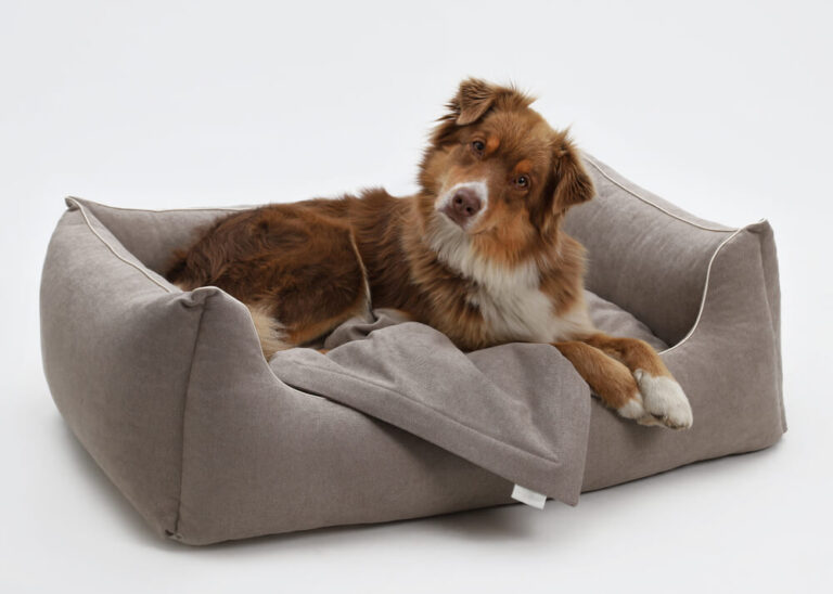 5 best Dog Sofa Bed
