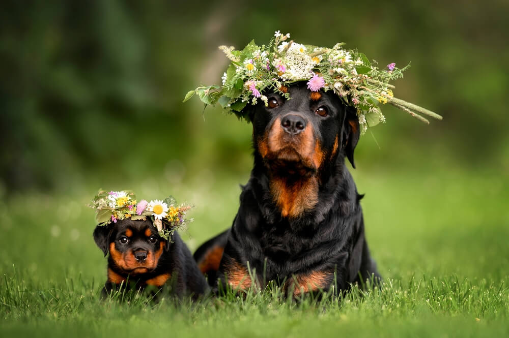 German rottweiler puppy