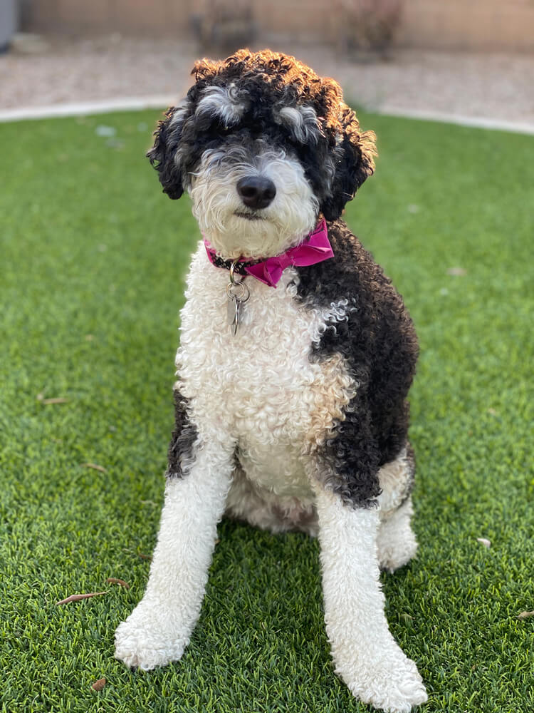 Adult Bernedoodle