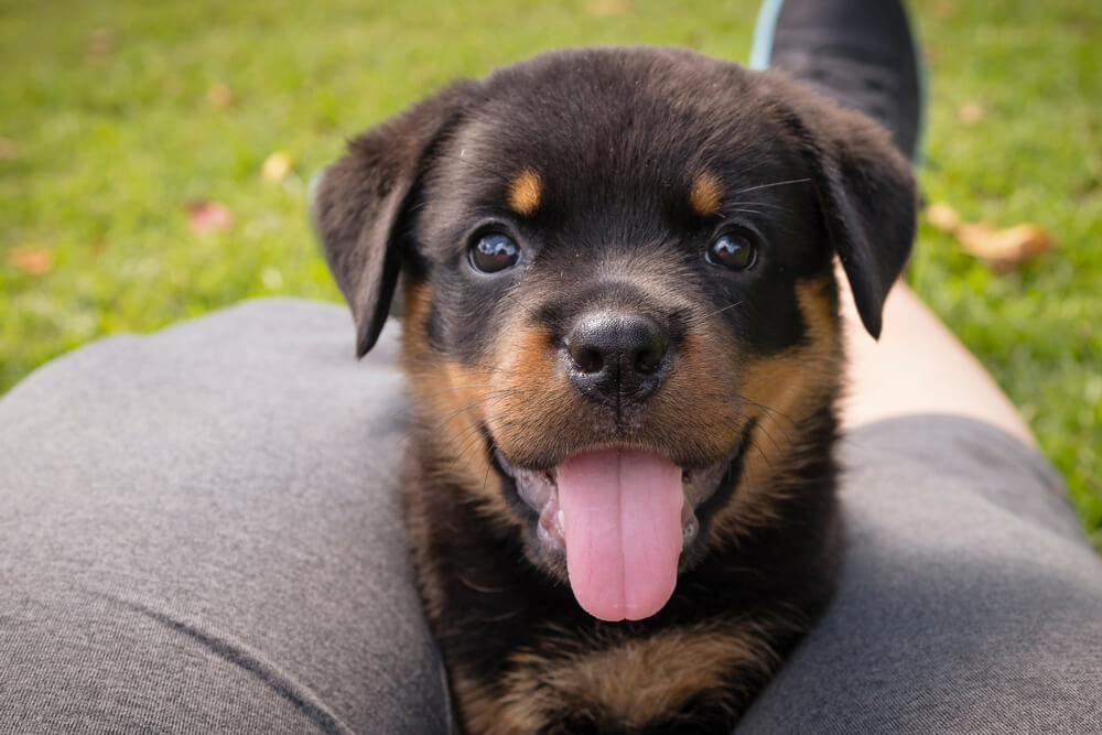 American Rottweiler vs German Rottweiler