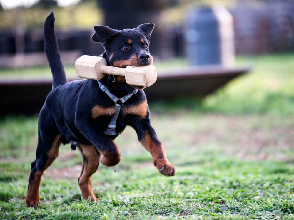 German rottweiler puppy