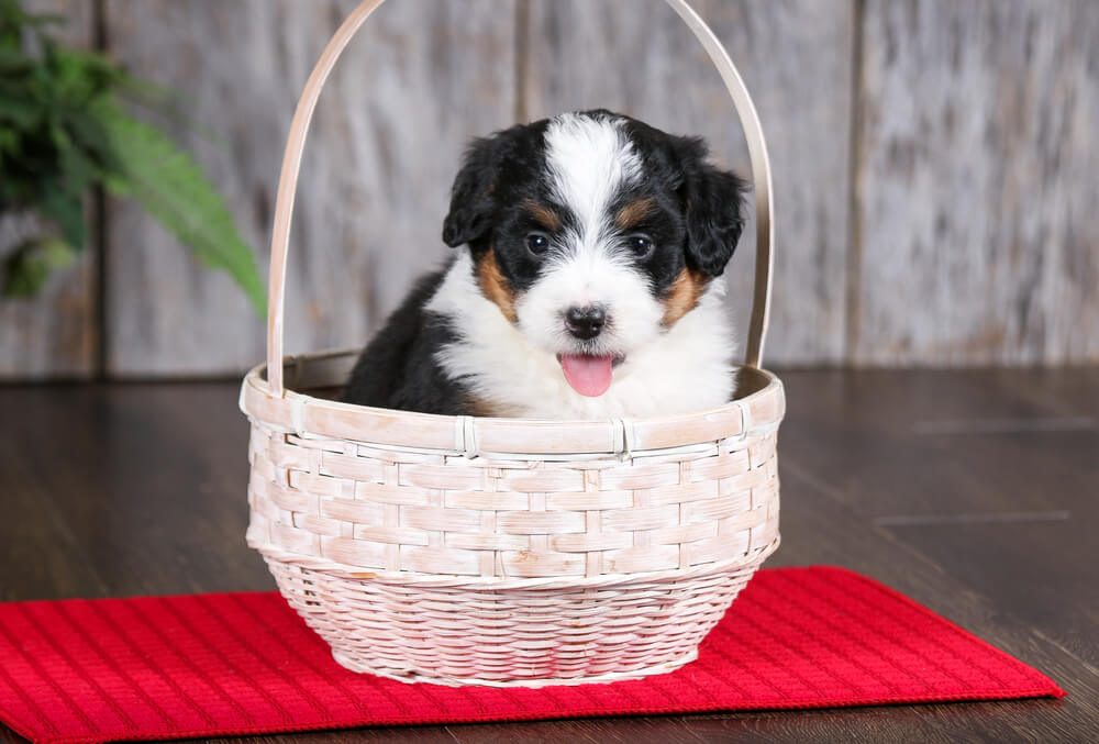 Merle Bernedoodle