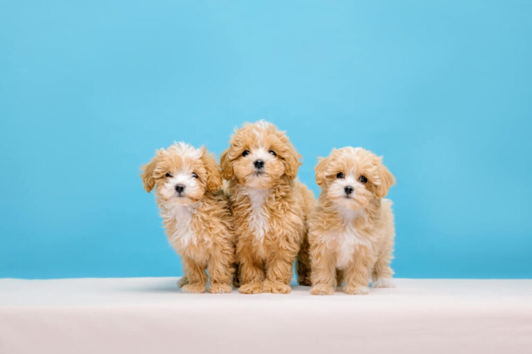 Red Standard Poodle Puppies – Ultimate Guide