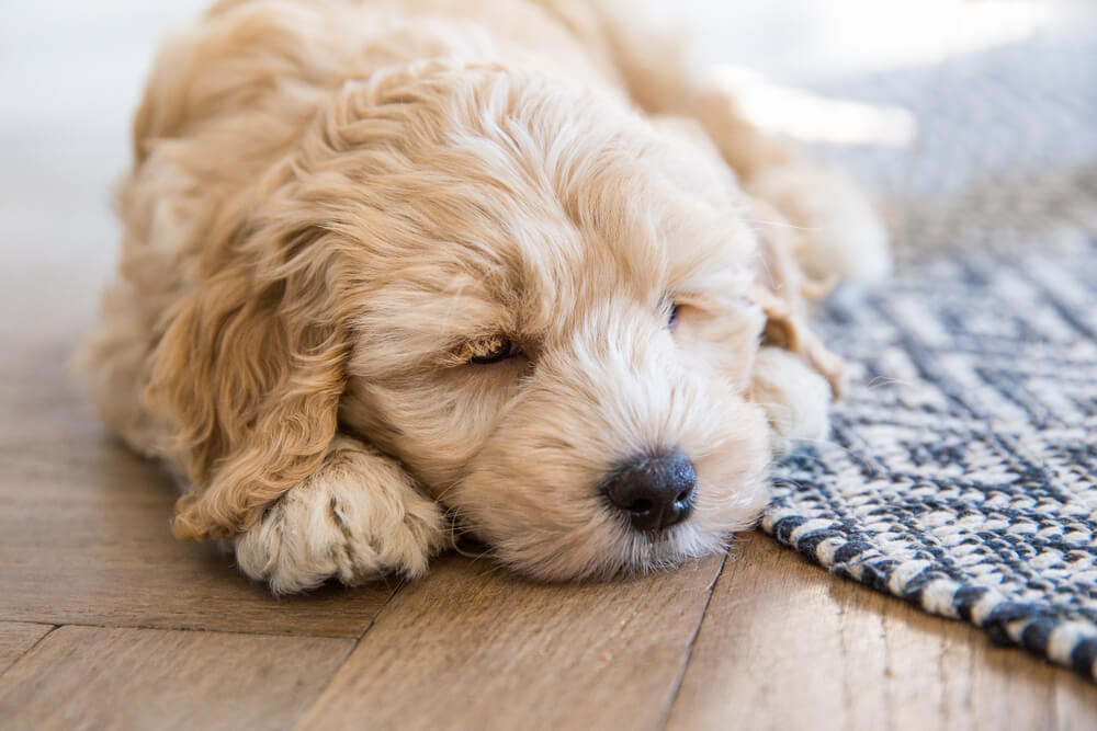 Mini Australian Labradoodle