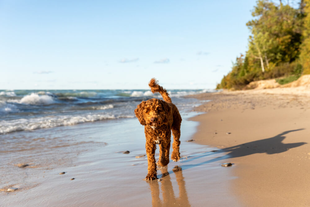 Mini Australian Labradoodle