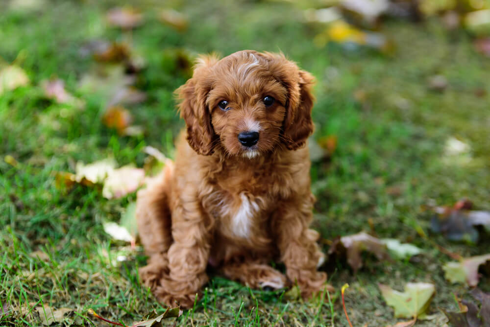 Black Cavapoo Full Grown