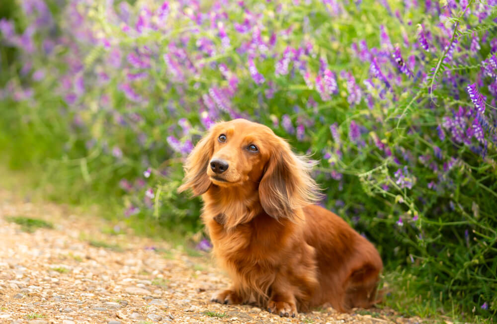 Long hair dachshund puppies