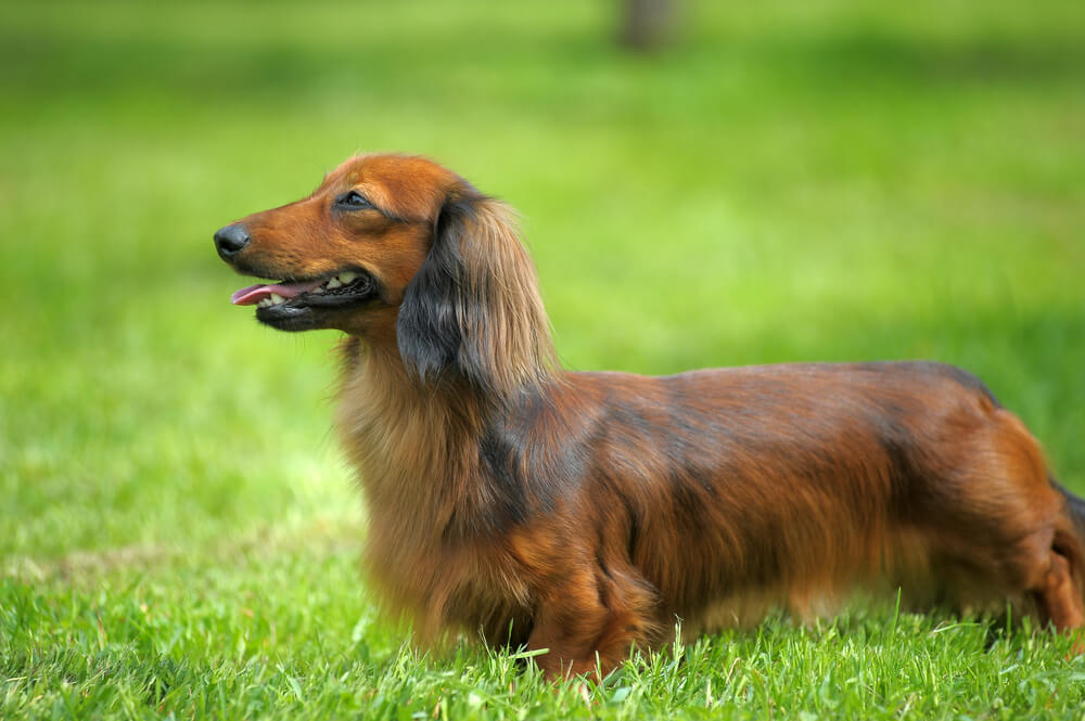 Dachshund on Grass
