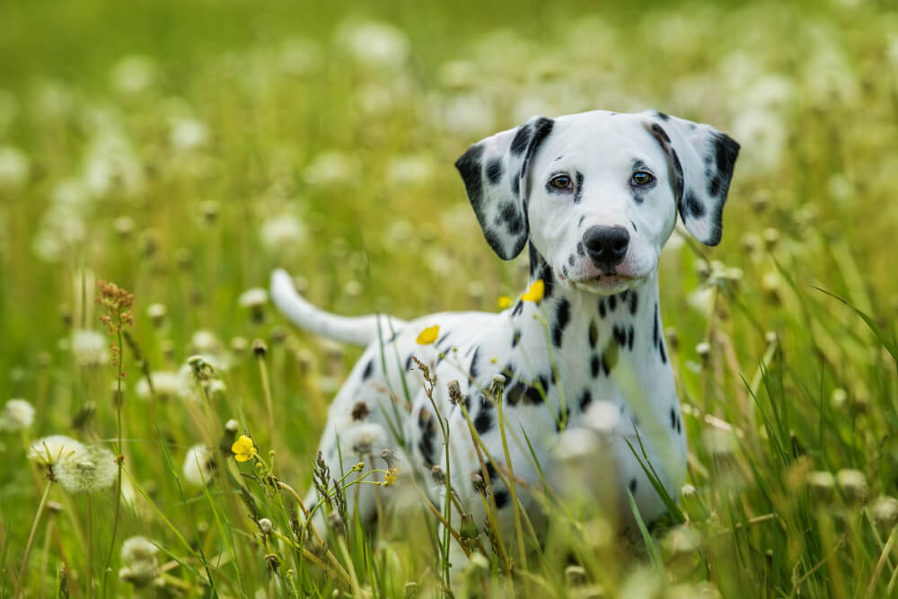 Lemon Dalmatian Puppies