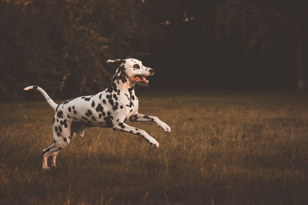 Dalmatian Long Hair