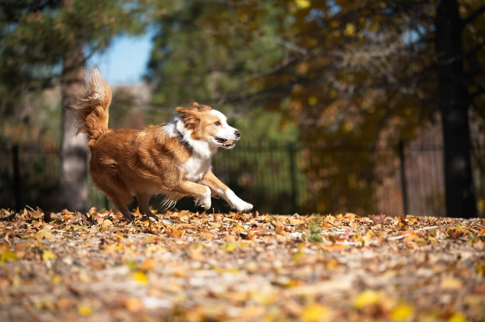 English shepherd breeders