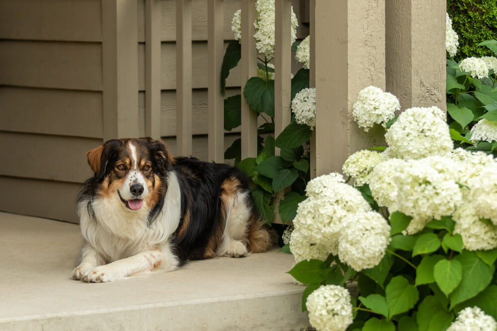 English Shepherd Puppies