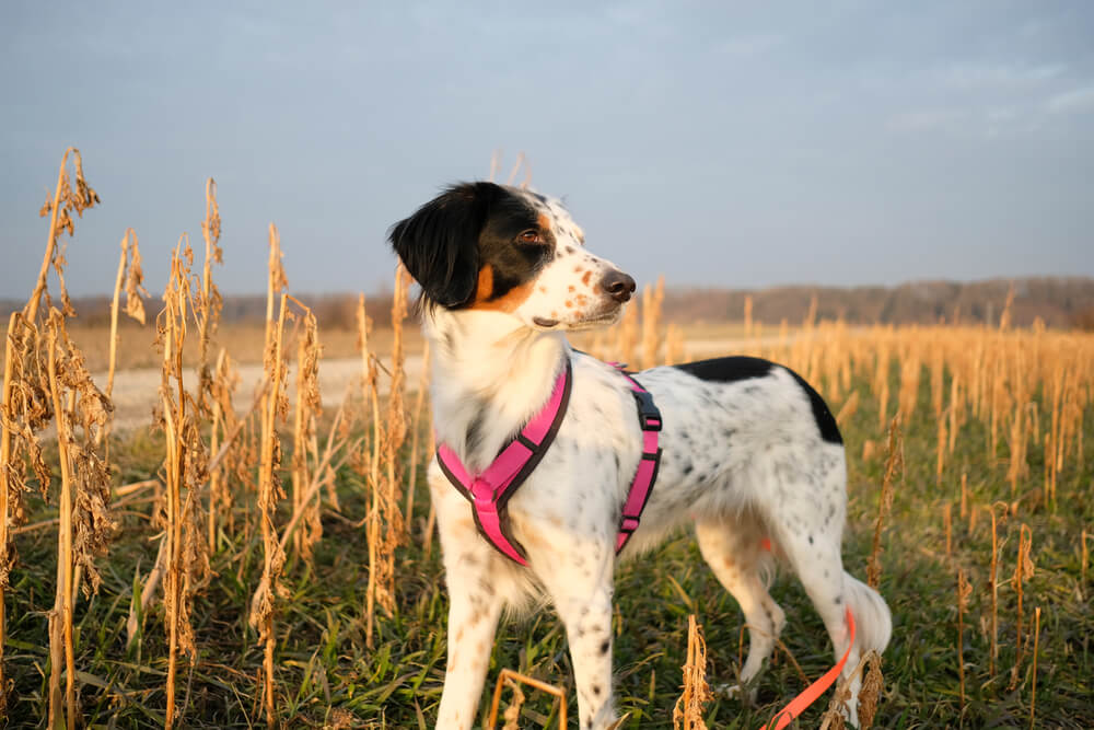 lemon spotted dalmatian 