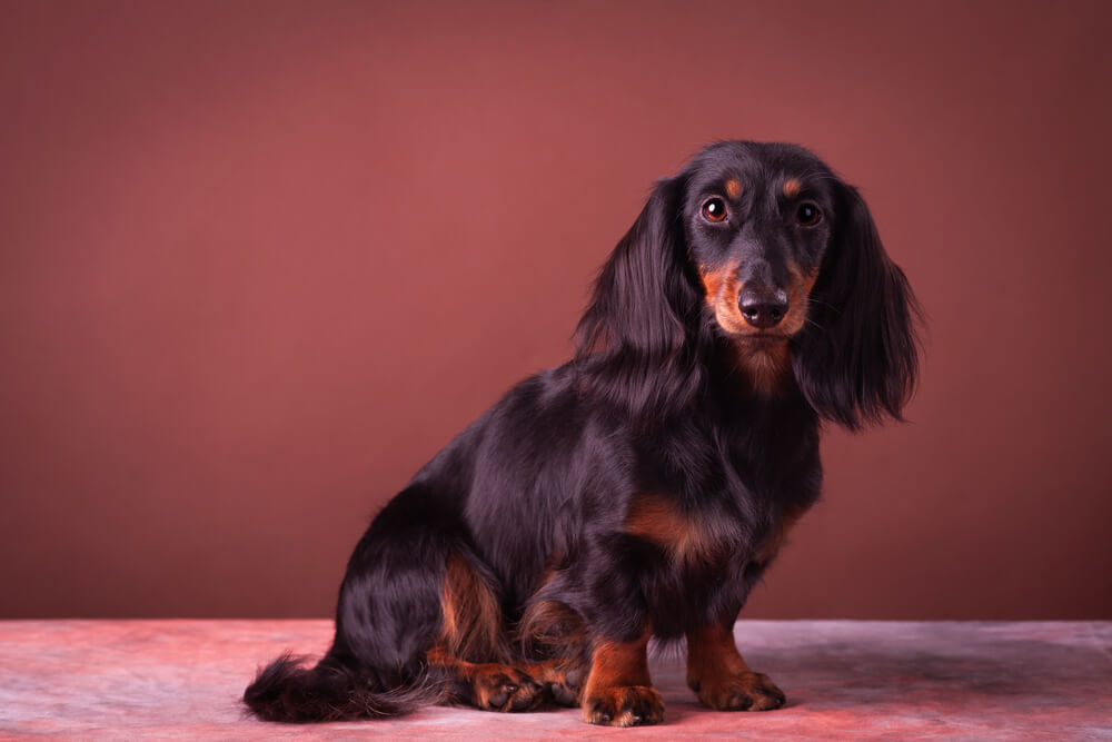 Miniature Dachshund
