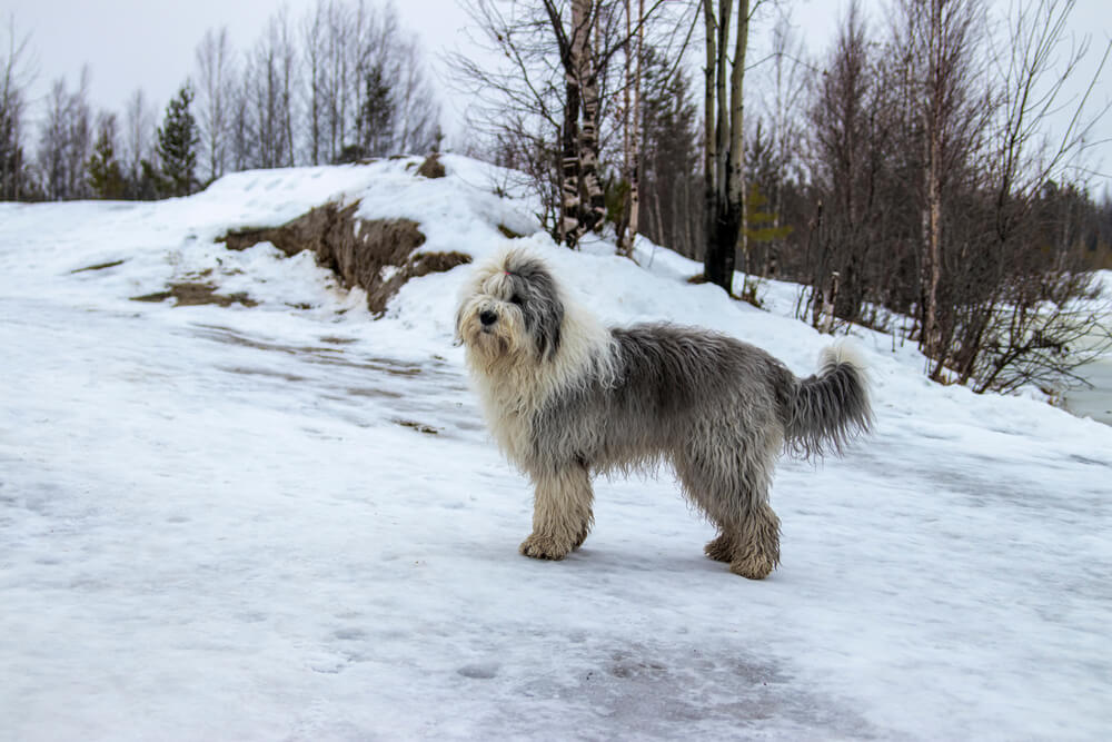 Old English Shepherd