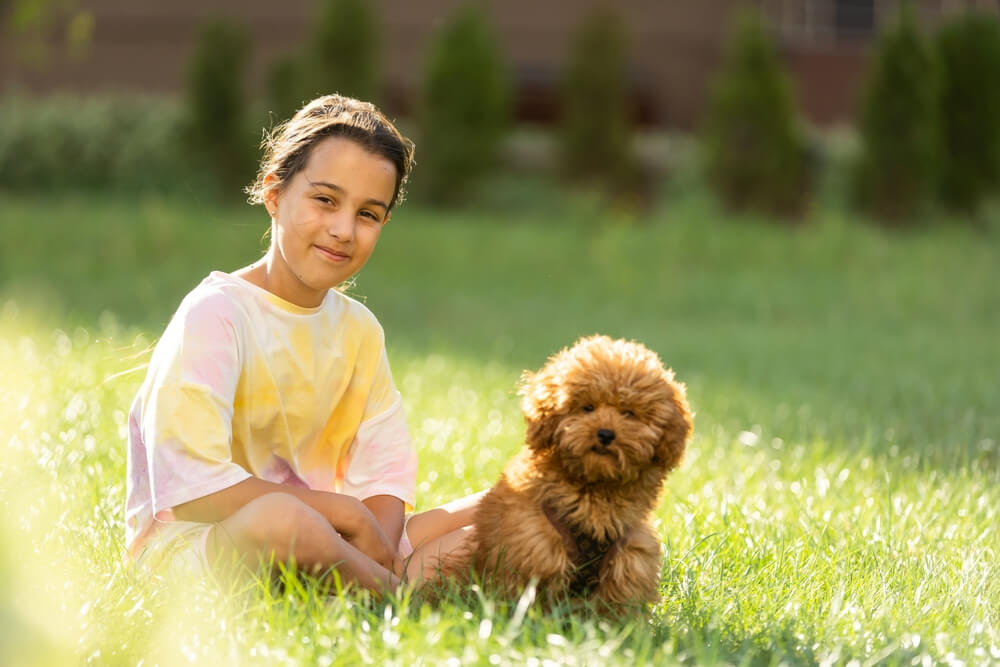 Red Standard Poodle Puppy with little girl