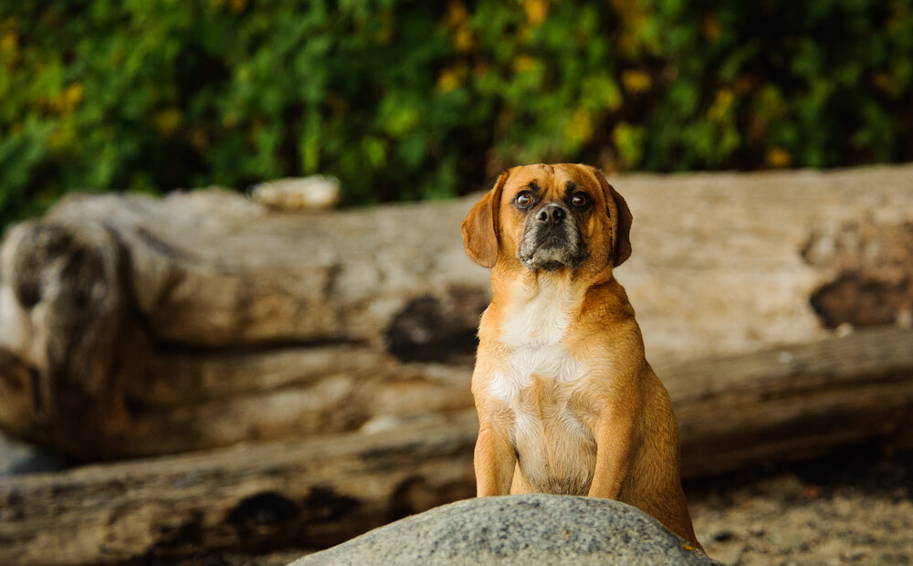 Puggle Lab Mix Puppies