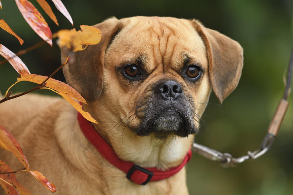 Pug Lab mix