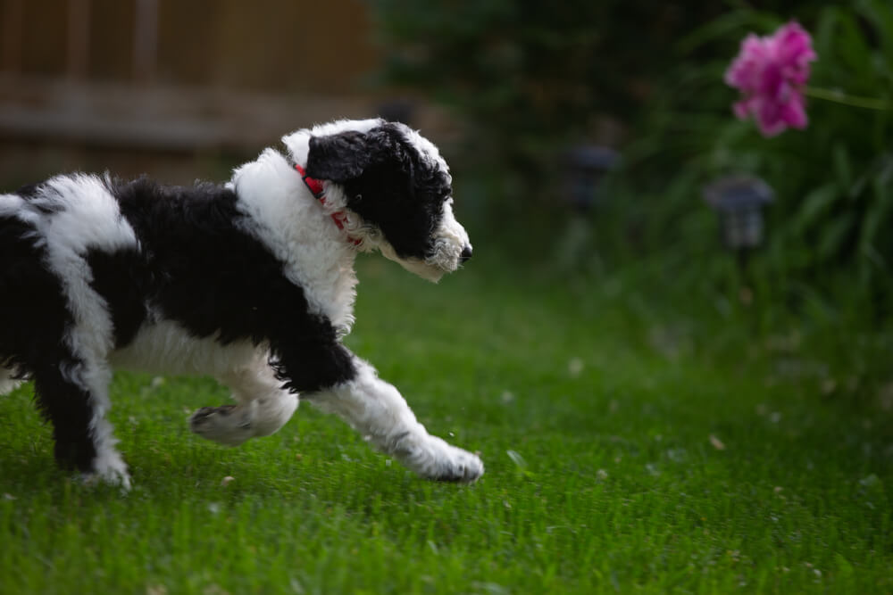 Black and white sheepadoodle