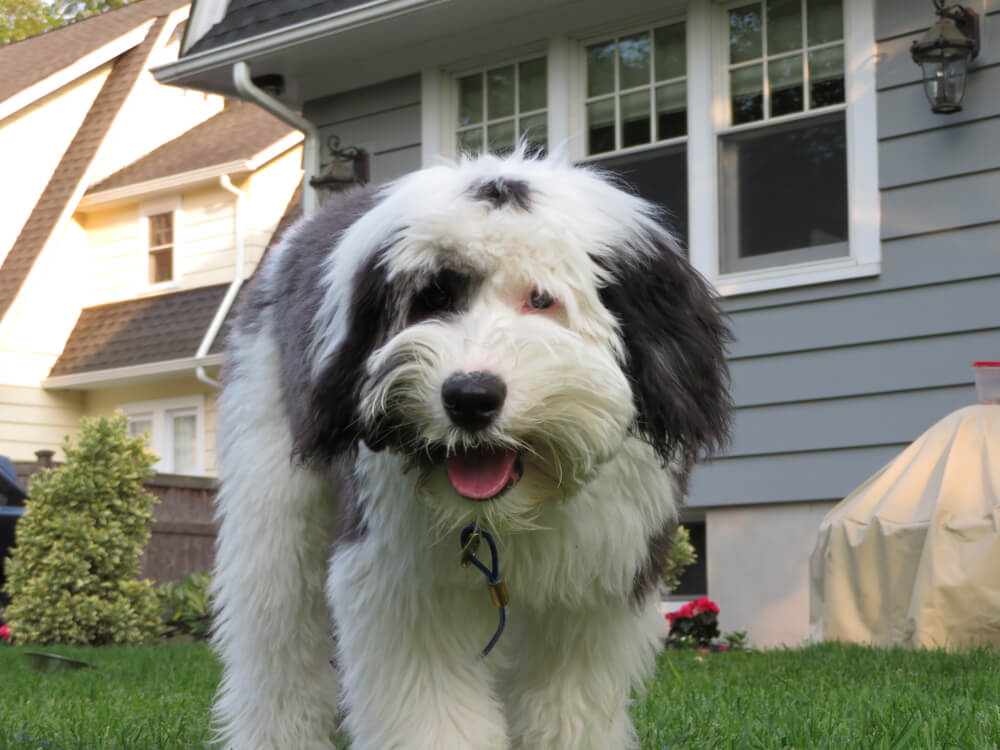 Black and white sheepadoodle