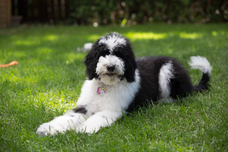 Ultimate Guide for Black and White Sheepadoodle