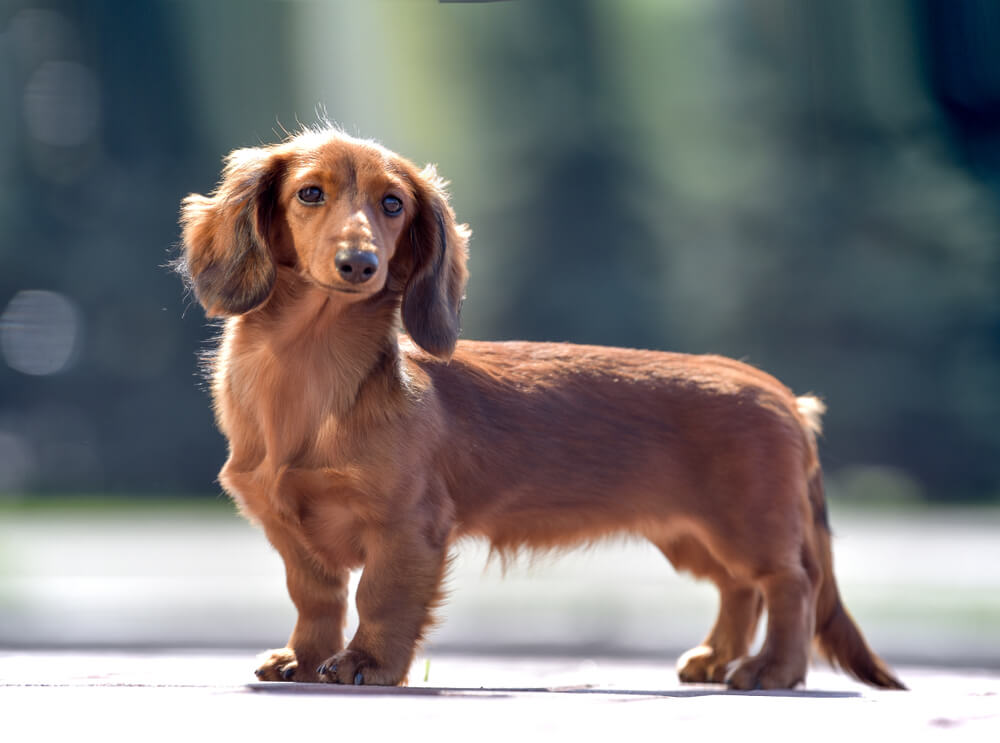 Smooth-Haired Dachshund