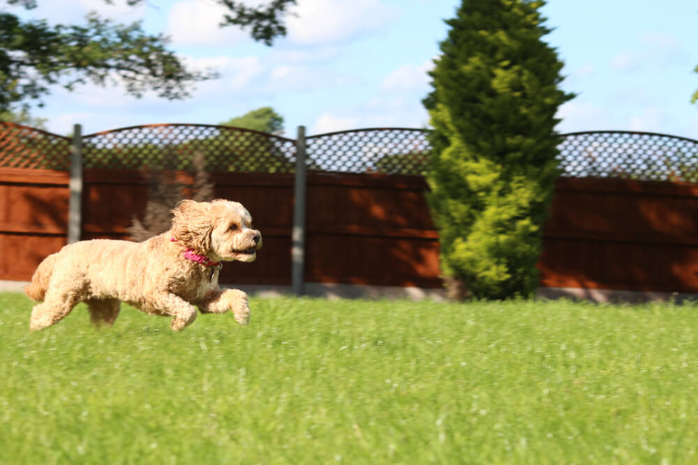 Golden Cavadoodle