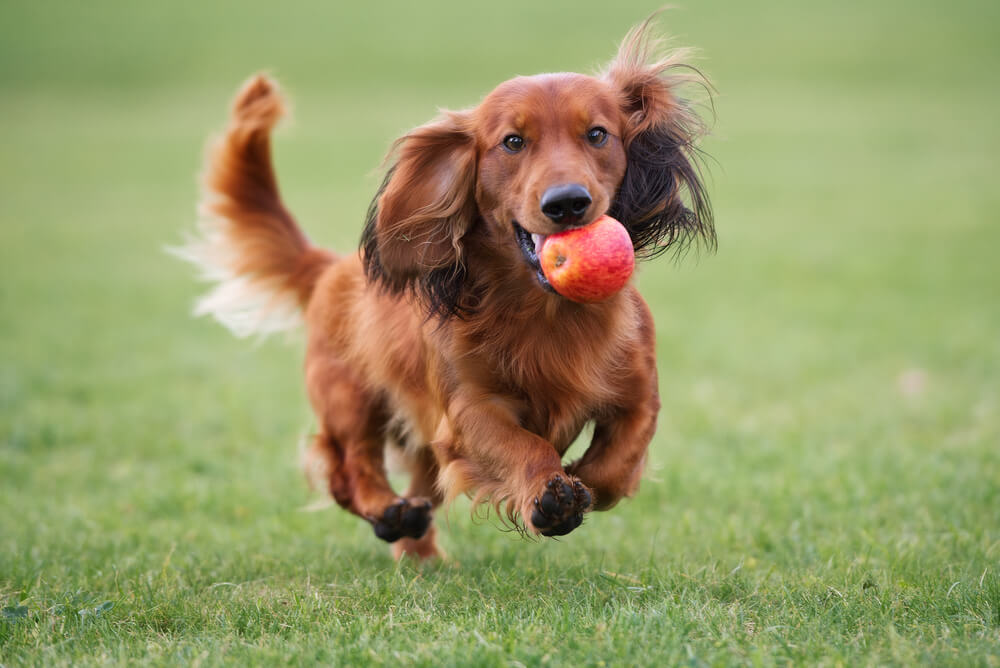 blonde long haired dachshund