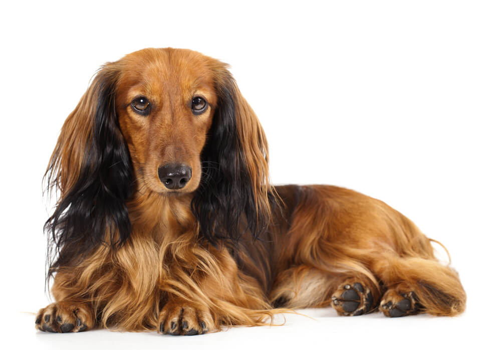 Dachshund Longhaired