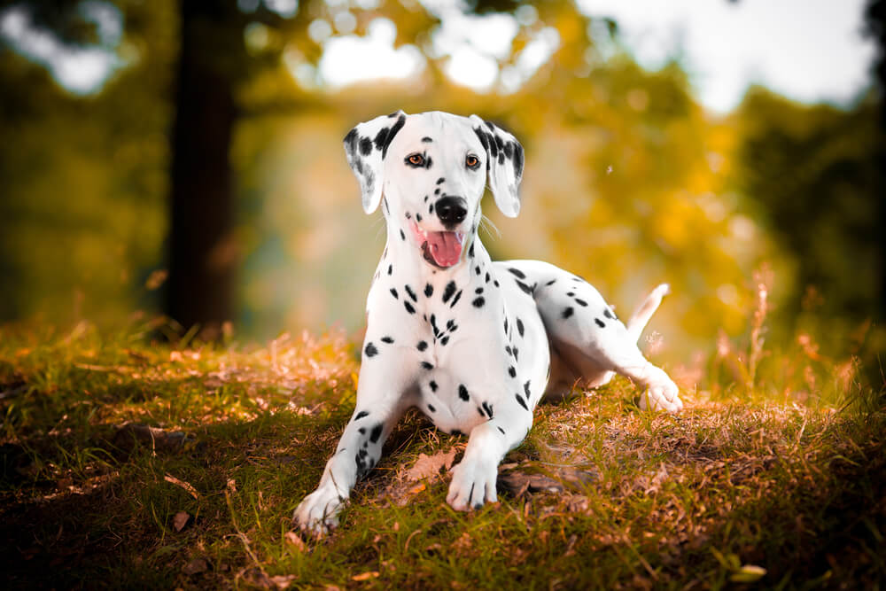 long haired dalmatian