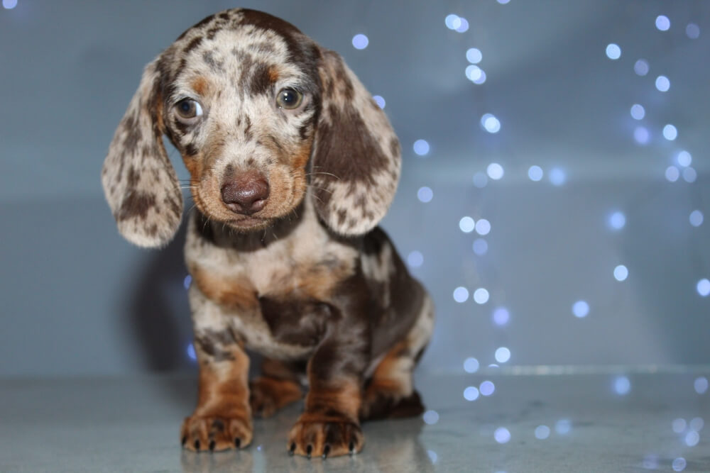 Cream Long Haired Dachshund