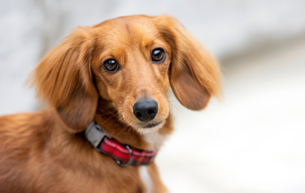 Festive Dachshund With Bow