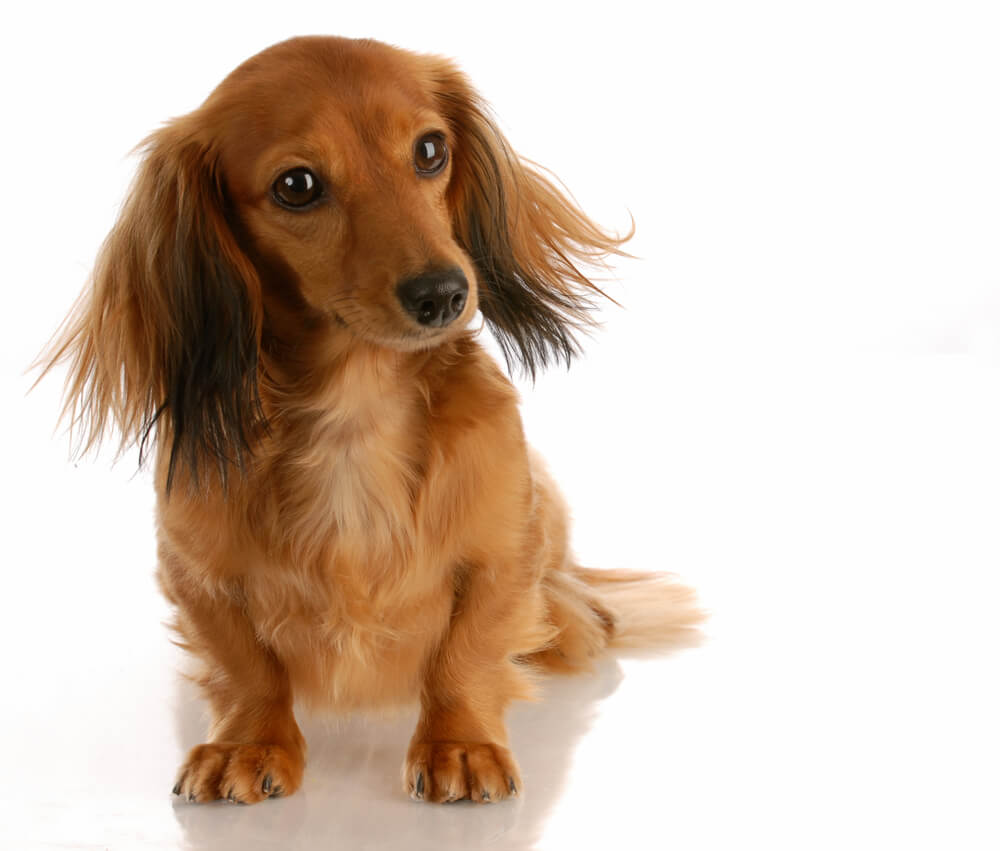 blonde long haired dachshund