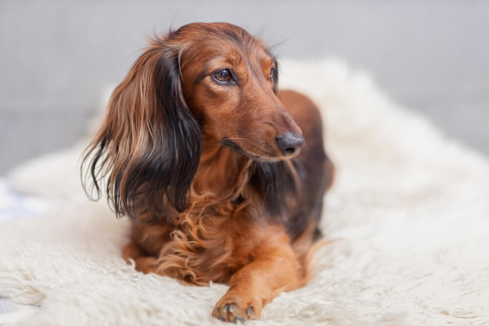 Cream Long Haired Dachshund