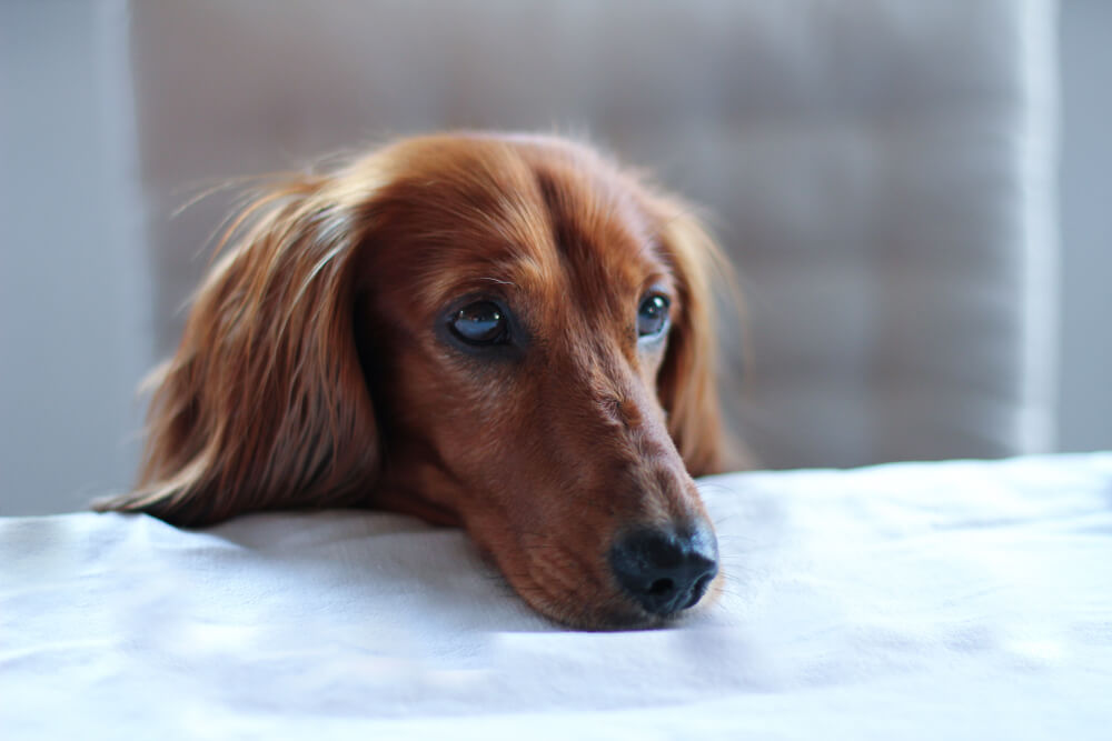Long Haired Tan Brown Dachshund