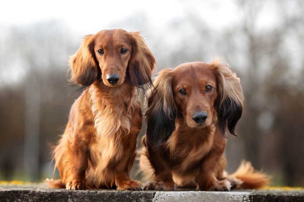 Two Red Long Haired Dachshund Dogs