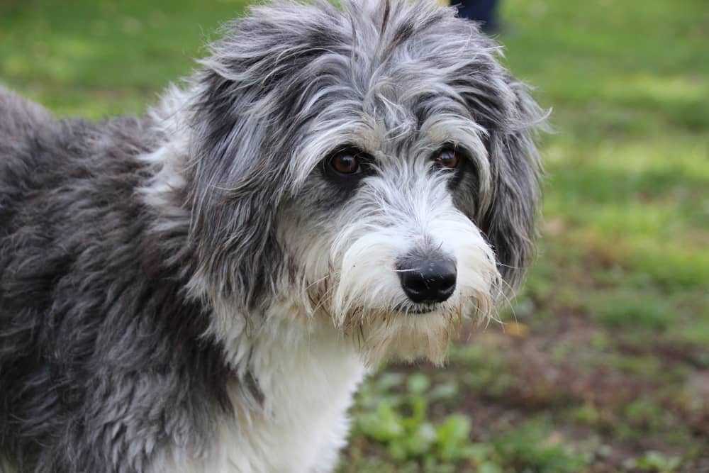 border collie mix with terrier