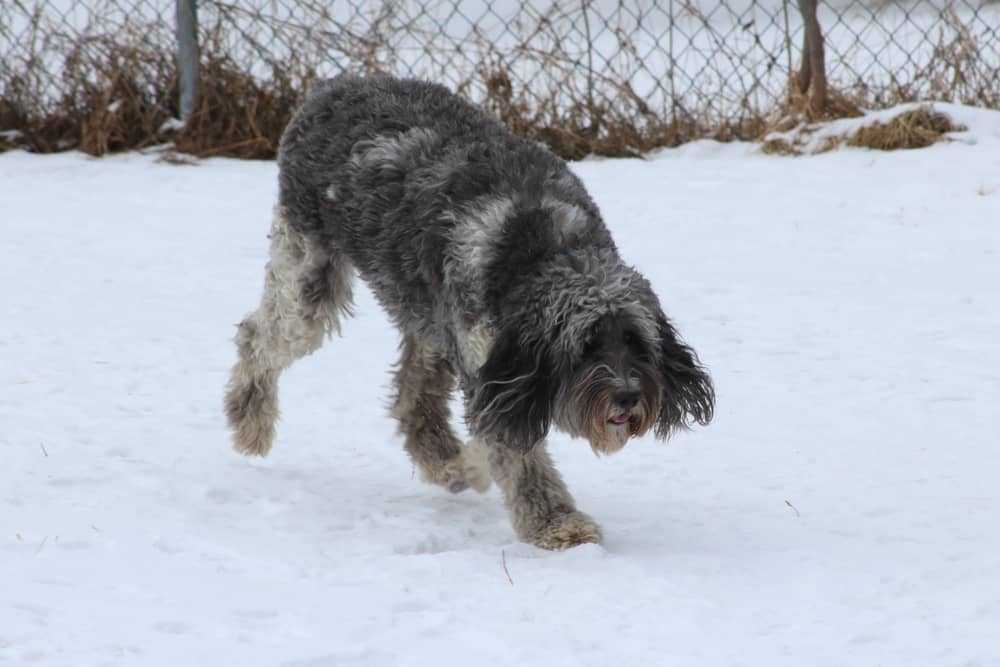 Poodle Border Collie Mix