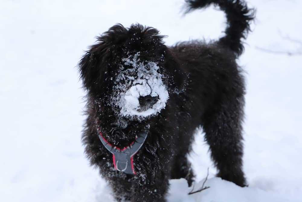 Poodle Border Collie Mix