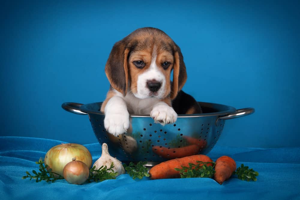 Alternatives to popular human foods for dogs