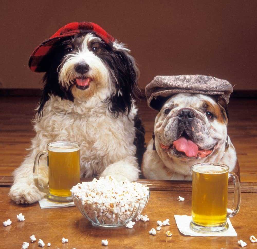 Alcohol and popcorn for dogs health
