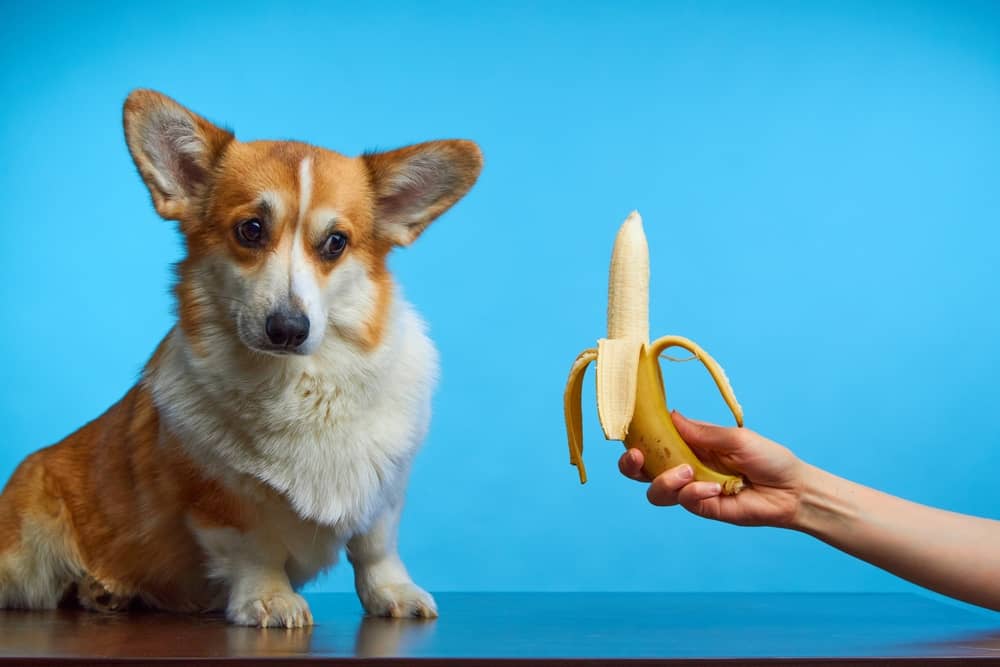 can dogs eat banana bread
