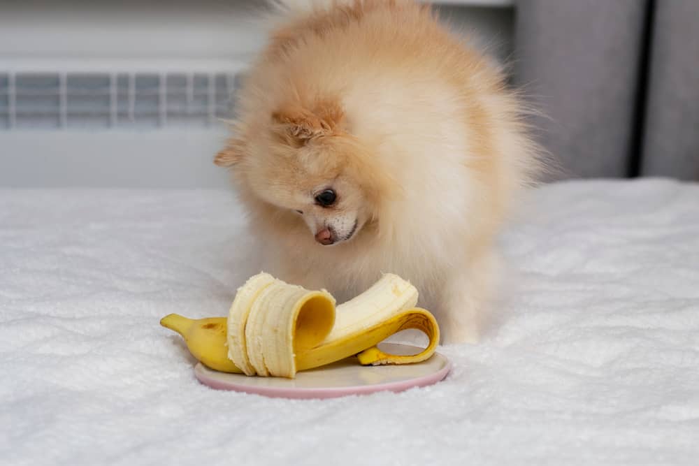 Can Dogs have Banana Pudding?