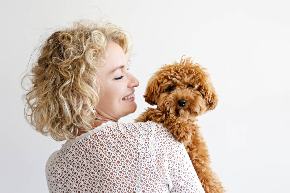 Bichon Frise Haircuts