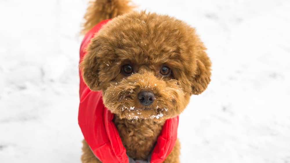 Bichon Frise Haircuts