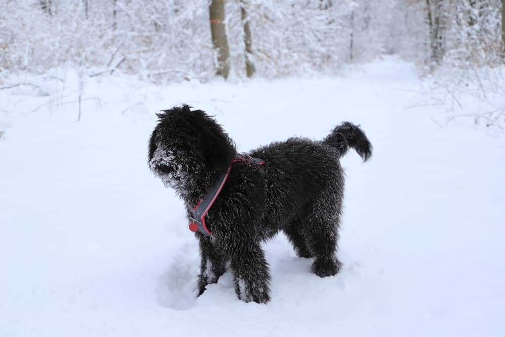 Poodle Border Collie Mix